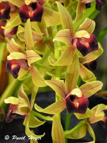 Cymbidium Parishi Sanderi x devonianum